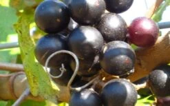 Lane Muscadine Grape Vine (Self Fertile) - 1 Gallon Pot -Healthy Plant Shop 10133 lane muscadine