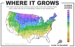 Paul's Select Blue Norway Spruce (Picea Abies) - 5 Gallon Pot 7 Paul's Select Blue Norway Spruce (Picea Abies) - 5 Gallon Pot -Healthy Plant Shop 3a 8a 3
