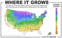 Sky Tower Ginkgo Maidenhair Tree (Male) - 2 Gallon Pot -Healthy Plant Shop 3a 8b 4