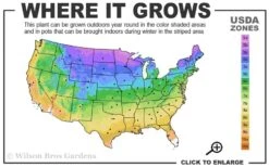 Limeglow Golden Andorra Compact Juniper - 3 Gallon Pot -Healthy Plant Shop 3a 9b 1