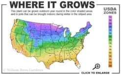 Hummingbird Summersweet Clethra - 3 Gallon Pot 8 Hummingbird Summersweet Clethra - 3 Gallon Pot -Healthy Plant Shop 3b 9b