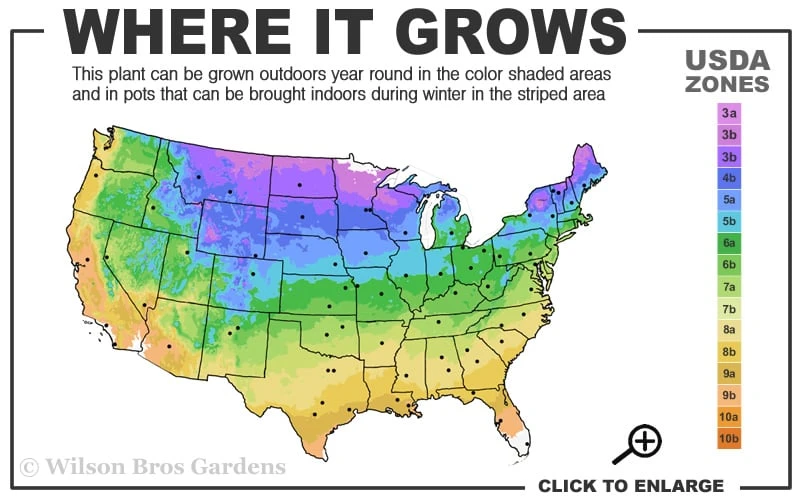 Hummingbird Summersweet Clethra - 3 Gallon Pot 3 Hummingbird Summersweet Clethra - 3 Gallon Pot - Image 3