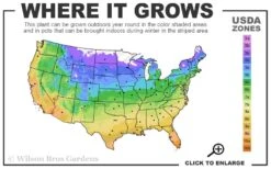 Purpurea Plena Elegans Clematis - 1 Gallon Pot -Healthy Plant Shop 4a 11 1