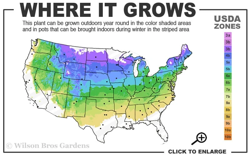 True Dwarf Hinoki Cypress (Chameacyparis Obtusa 'Nana') - 2 Gallon Pot 3 True Dwarf Hinoki Cypress (Chameacyparis Obtusa 'Nana') - 2 Gallon Pot - Image 3