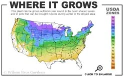 Ribbon Candy Swamp Azalea (Rhododendron Viscosum) - 2 Gallon Pot -Healthy Plant Shop 4a 8b 2