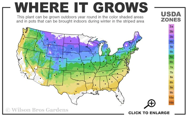 Believe It Or Not Forsythia - 2 Gallon Pot 3 Believe It Or Not Forsythia - 2 Gallon Pot - Image 3