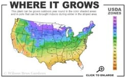 Olympic Fire Mountain Laurel (Kalmia Latifolia) - 3 Gallon Pot 10 Olympic Fire Mountain Laurel (Kalmia Latifolia) - 3 Gallon Pot -Healthy Plant Shop 4a 9b 13