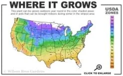 Raspberry Glow Mountain Laurel (Kalmia Latifolia) - 3 Gallon Pot -Healthy Plant Shop 4a 9b thumbnail 1