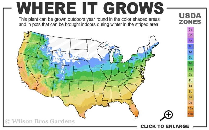 Shoal Creek Chaste Tree (Vitex) - 1 Gallon Pot 3 Shoal Creek Chaste Tree (Vitex) - 1 Gallon Pot - Image 3