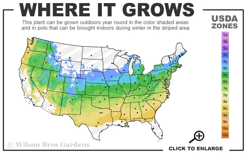 Ragin' Red Dogwood Tree - 3 Gallon Pot 3 Ragin' Red Dogwood Tree - 3 Gallon Pot - Image 3