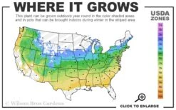 Aoyagi Gawa Strapleaf Japanese Maple - 1 Gallon Pot 6 Aoyagi Gawa Strapleaf Japanese Maple - 1 Gallon Pot -Healthy Plant Shop 5a 8b 3