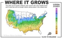 Jim's Pride White Summer Daphne - Daphne X Transatlantica - 2 Gallon Pot 8 Jim's Pride White Summer Daphne - Daphne X Transatlantica - 2 Gallon Pot -Healthy Plant Shop 5a 9a 2