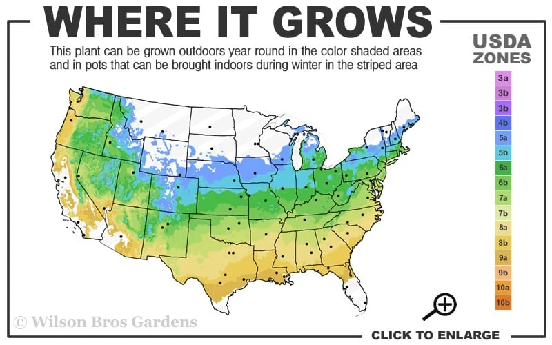 Variegated Dappled Willow Bush - Salix Integra 'Hakuro Nishiki' - 1 Gallon Pot 3 Variegated Dappled Willow Bush - Salix Integra 'Hakuro Nishiki' - 1 Gallon Pot - Image 3
