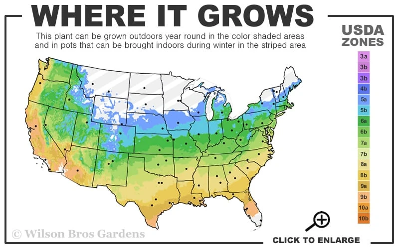 Rhode Island Red Japanese Maple - 3 Gallon Pot 3 Rhode Island Red Japanese Maple - 3 Gallon Pot - Image 3