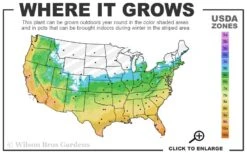 Big Blue Liriope - 6 Pack Of Pint Pots 8 Big Blue Liriope - 6 Pack Of Pint Pots -Healthy Plant Shop 5b 11