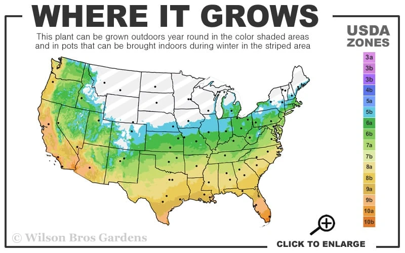 Big Blue Liriope - 6 Pack Of Pint Pots 3 Big Blue Liriope - 6 Pack Of Pint Pots - Image 3