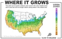 Snow Showers White Wisteria - 5 Gallon Pot -Healthy Plant Shop 5b 9b 2