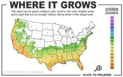 Russian 26 Cold Hardy Pomegranate - 1 Gallon Pot -Healthy Plant Shop 6B 11