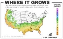 Hallie Azalea (Aromi Hybrid) - 6 Pack Of 1 Gallon Pots -Healthy Plant Shop 6B 9b 7