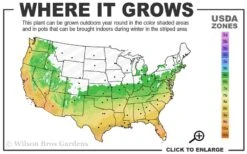 Summer Snow Gardenia - 3 Gallon Pot -Healthy Plant Shop 6a 10a