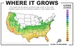 Flirt Dwarf Nandina - 6 Pack Of 1 Gallon Pots -Healthy Plant Shop 6a 10b 2