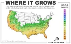 Russian 26 Cold Hardy Pomegranate - 3 Gallon Pot 8 Russian 26 Cold Hardy Pomegranate - 3 Gallon Pot -Healthy Plant Shop 6a 11