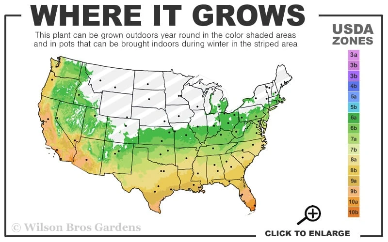 Russian 26 Cold Hardy Pomegranate - 3 Gallon Pot 3 Russian 26 Cold Hardy Pomegranate - 3 Gallon Pot - Image 3