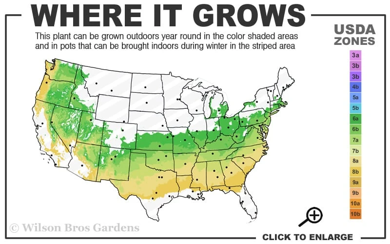 Dwarf Variegated Boxwood - 6 Pack Of 1 Gallon Pots 3 Dwarf Variegated Boxwood - 6 Pack Of 1 Gallon Pots - Image 3