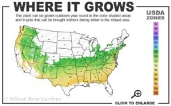 Dee Runk Columnar Boxwood - 3 Gallon Pot 6 Dee Runk Columnar Boxwood - 3 Gallon Pot -Healthy Plant Shop 6a 8b