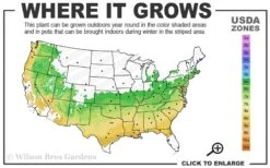 Taylor Pink Japanese Maple - 3 Gallon Pot 7 Taylor Pink Japanese Maple - 3 Gallon Pot -Healthy Plant Shop 6a 9a