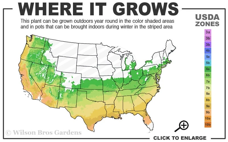 Amy Azalea - 1 Gallon Pot 3 Amy Azalea - 1 Gallon Pot - Image 3