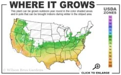 Suwannee Squat Dwarf Flowering Dogwood - 3 Gallon Pot 9 Suwannee Squat Dwarf Flowering Dogwood - 3 Gallon Pot -Healthy Plant Shop 6a 9b 50