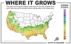 Angus Cold Hardy Eucalyptus Tree (Eucalyptus Nicholii) - Quart Pot -Healthy Plant Shop 6b 10b