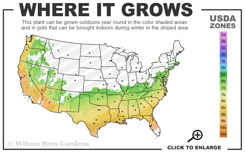 Temple Alexandra Aromi Evergreen Azalea - 1 Gallon Pot 3 Temple Alexandra Aromi Evergreen Azalea - 1 Gallon Pot - Image 3