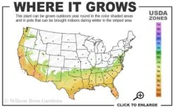 Winter Gold Edgeworthia Chrysantha - Paper Bush - 3 Gallon Pot -Healthy Plant Shop 7a 10a