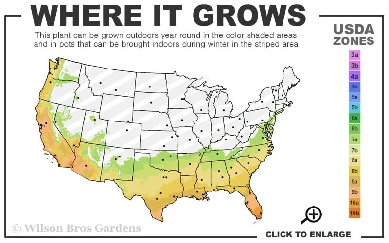 Cape Hatteras Cold Hardy Sabal Palm - 1 Gallon Pot 3 Cape Hatteras Cold Hardy Sabal Palm - 1 Gallon Pot - Image 3