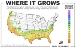 Little Moon Ligustrum - 1 Gallon Pot 9 Little Moon Ligustrum - 1 Gallon Pot -Healthy Plant Shop 7a 10b 57