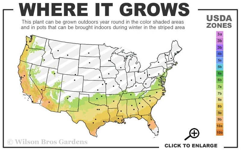 Snow N Summer Asiatic Jasmine - 6 Pack Of 1 Gallon Pots 3 Snow N Summer Asiatic Jasmine - 6 Pack Of 1 Gallon Pots - Image 3