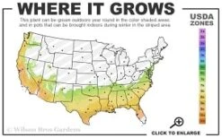 Scarlet Bells' Hong Kong Rose (Rhodoleia Henryi) - 3 Gallon Pot -Healthy Plant Shop 7a 9b thumbnail