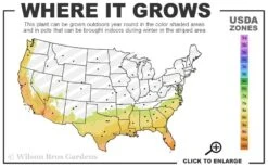 Vivid Azalea - 6 Pack Of 1 Gallon Pots -Healthy Plant Shop 7b 10b 1