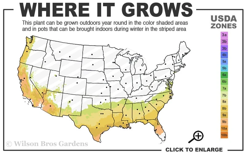 Mrs. Bertha Camellia - 3 Gallon Pot 3 Mrs. Bertha Camellia - 3 Gallon Pot - Image 3