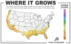 Sicilian Sunshine Sweet Bay Laurel (Laurus Nobilis) - 1 Gallon Pot -Healthy Plant Shop 8a 11 3