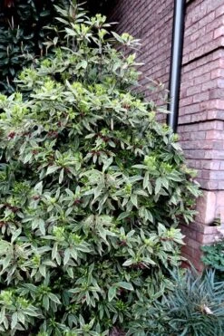 Pink Frost Florida Anise - Illicium Floridanum - 1 Gallon Pot 10 Pink Frost Florida Anise - Illicium Floridanum - 1 Gallon Pot -Healthy Plant Shop Anise Pink Frost 12