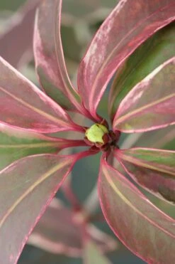 Pink Frost Florida Anise - Illicium Floridanum - 1 Gallon Pot 13 Pink Frost Florida Anise - Illicium Floridanum - 1 Gallon Pot -Healthy Plant Shop Anise Pink Frost 14