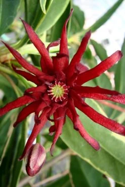 Pink Frost Florida Anise - Illicium Floridanum - 3 Gallon Pot 11 Pink Frost Florida Anise - Illicium Floridanum - 3 Gallon Pot -Healthy Plant Shop Anise Pink Frost 15 1