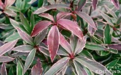 Pink Frost Florida Anise - Illicium Floridanum - 3 Gallon Pot 12 Pink Frost Florida Anise - Illicium Floridanum - 3 Gallon Pot -Healthy Plant Shop Anise Pink Frost 16 1