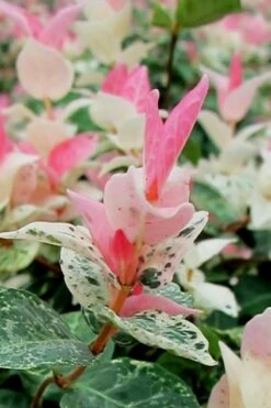 Snow N Summer Asiatic Jasmine - 6 Pack Of 1 Gallon Pots 11 Snow N Summer Asiatic Jasmine - 6 Pack Of 1 Gallon Pots -Healthy Plant Shop Asian Jasmine Snow N Summer 16