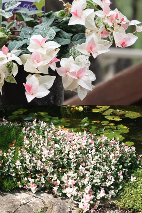 Snow N Summer Asiatic Jasmine - 6 Pack Of 1 Gallon Pots 5 Snow N Summer Asiatic Jasmine - 6 Pack Of 1 Gallon Pots - Image 5