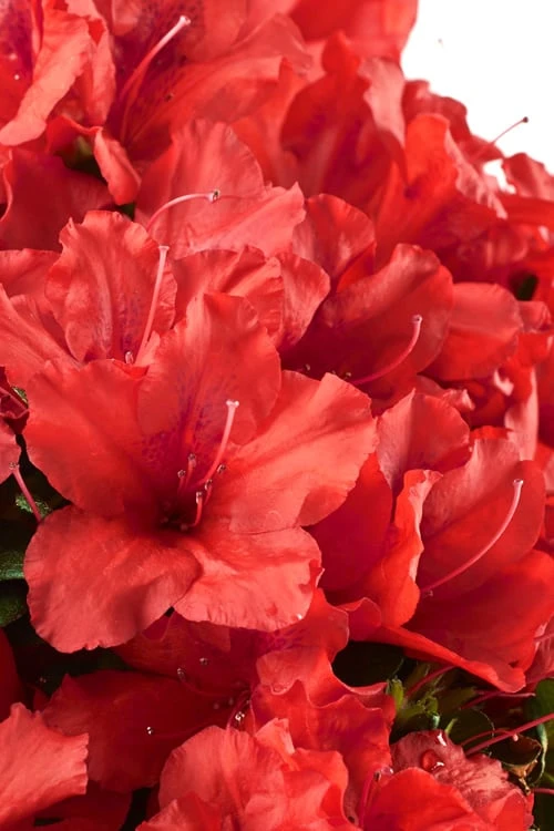 Red Tiara Deja Bloom Azalea - 1 Gallon Pot 1 Red Tiara Deja Bloom Azalea - 1 Gallon Pot