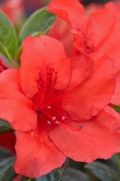 Red Tiara Deja Bloom Azalea - 1 Gallon Pot 7 Red Tiara Deja Bloom Azalea - 1 Gallon Pot -Healthy Plant Shop Azalea Deja Bloom Red Tiara 4